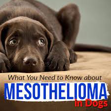 This cancer develops in the layer of tissue that covers many internal organs in the body. What You Need To Know About Mesothelioma In Dogs Blog Aware Asbestos Removal Melbourne