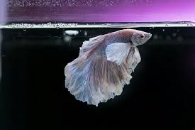Daftar harga aquarium mini lengkap terbaru juli 2021. 13 Jenis Ikan Hias Untuk Aquarium Mini Beserta Gambarnya Hobinatang