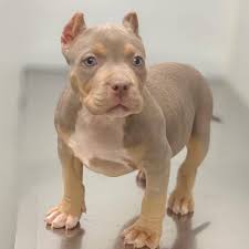 She is ready to go had 2 shots and been dewormed. Xl American Bully Puppies For Sale Near Me Micro Bully Puppies Sale