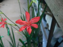 Image result for Freesia grandiflora
