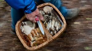 Diese Pilze Erkennen Sie Schon Am Duft Pilze Essen Und Trinken Stockschwammchen