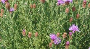 Image result for Vernonia centaureoides