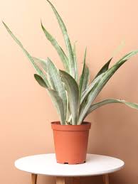 Image result for Sansevieria metallica