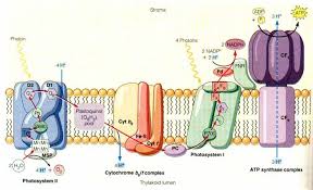 Pin On Enzymes Catalysis Regulation