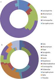 Image result for Sarcophrynium prionogonium