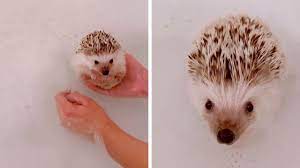 Once they are weaned, bathing is completely fine as that would not bother their mothers. Adorable Hedgehog Takes A Bath Youtube