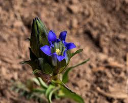 We did not find results for: Western Colorado Wildflowers Posts Facebook