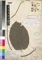 Image result for Mondia ecornuta