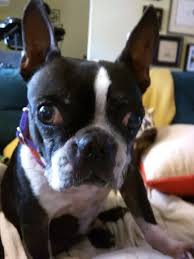 Browse thru our id verified puppy for sale listings to find your perfect puppy in your area. How Much Does A Boston Terrier Puppy Cost On Average Quora