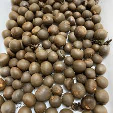 お茶の種 ２０粒 番茶｜Yahoo!フリマ（旧PayPayフリマ）