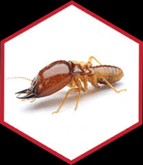 Termite inspectors are certified separately from home inspectors, who check the heating and cooling posted by: Quality Termite And Pest Control Greenville Washington Nc Exterminating Company