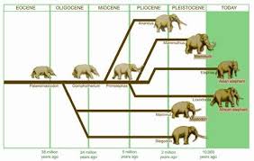 Evolution This Picture Shows The Evolution Of Elephants