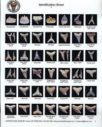 Shark Teeth Identification Shark Tooth Fossil Fossilized Shark Teeth Shark Teeth Crafts