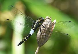 Image result for Orthanthera