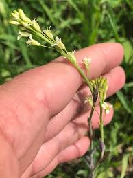 Image result for Turritis glabra