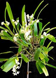 Image result for Polystachya fallax