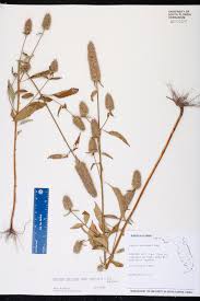 Image result for Cantinoa americana