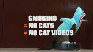 This risk is vastly increased when it lives in the home of a smoker. Protect Your Cats From Secondhand Smoke The Conscious Cat