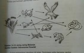 Rantai makanan di ekosistem sawah youtube. Gambarkan Ekosistem Sawah Dan Rantai Makanan Brainly Co Id