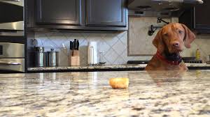 Check spelling or type a new query. Dogs Counter Surfing Causes Solutions On How To Stop
