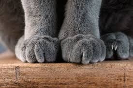 If you're a cat owner, or have spent any time around cats, you've definitely seen cats kneading before. Why Do Cats Knead Their Owners