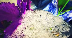 Why Do Betta Fish Make Bubbles Bettafish Org