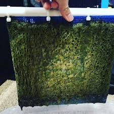 Tunze macro algae reactor 3181. Algae Turf Scrubber Why It Could Revolutionize The Reef Hobby Aquariumstoredepot