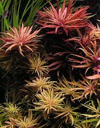 Image result for Limnophila