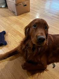 PNW Golden Retriever for Rehoming and Adoption