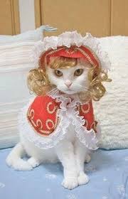 20 Cats In Wigs Cat Dressed Up Pretty Cats Cat Costumes