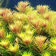 Image result for Limnophila indica