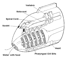 The blood is pumped into the ventricle by the atrium. Origin Of Vertebrates And Evolution Of Fish
