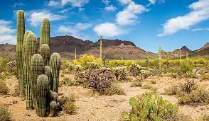 Because regular leaves don't conserve water well, the cactus developed these modified leaves to adapt camels have many adaptations that allow them to live successfully in desert conditions. What Are The Special Adaptations Of Desert Plants Worldatlas