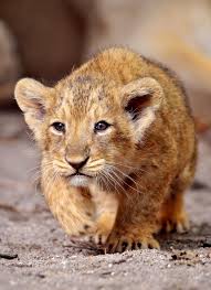 Pin By Leena Sinervo On Big Cats Animals Animals Beautiful Cute Animals