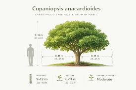 Image result for Cupaniopsis