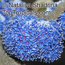 Image result for Memecylon myrianthum