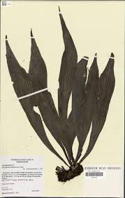 Image result for Pellaea angulosa