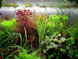 Image result for Ranalisma