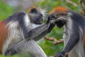 In The Rain Forest Zanzibar Tiere Bilder Natur