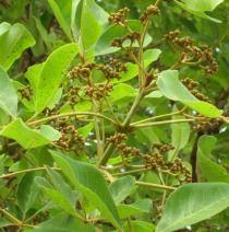 Image result for Vitex doniana