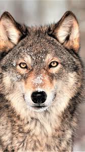 Wolf illustration, multicolored wolf illustration, minimalism. Pictures Of Animal Uhd 4k Wallpapers For Desktop And Mobile