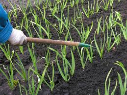 Garlic is an invaluable ingredient in cooking, adding heat and aromatic depth to an untold number of dishes across the world. How To Plant Grow And Harvest Garlic