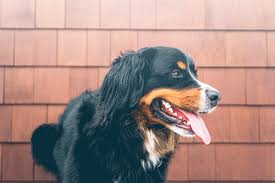 When applied to the skin, it can make hair shinier and less prone to damage. 9 Tips To Keep Your Dog S Hair Glossy And Shiny Bubbles Pet Spa