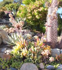 Kalanchoe Tomentosa This Plant Was One Of The First To Go Into The West Bed Spring 2014 Some Cuttings Were Flor In 2020 Florida Plants Succulents Succulents Garden