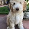 Our doods have just the right blend of personality and unique characteristics to make the perfect companion. 1
