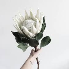 Boho Wedding Ideas On Instagram Just A Little Bit Pretty White King Protea Let Us Know If You Know Who The Protea Flower Beautiful Flowers White Flowers