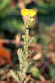 Image result for Schistostephium crataegifolium