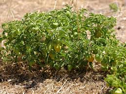Image result for Physalis viscosa