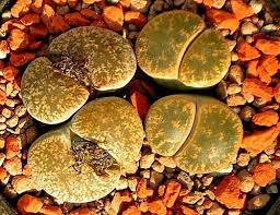Image result for Lithops lesliei