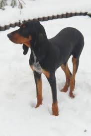 Image result for jurský honič